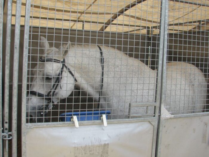 wstępy, skaryszew, jarmark koński, festyn ludowy