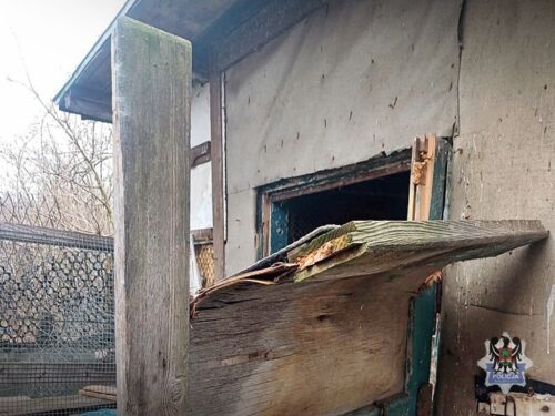 kmp wałbrzych, złodziej, kradzież, kurnik