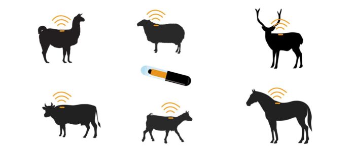 Farm Innovations, microchip, ARiMR, konie, alpaki, bydło, owce, kozy, jelenie, wielbłądy, bydło mleczne, bydło mięsne