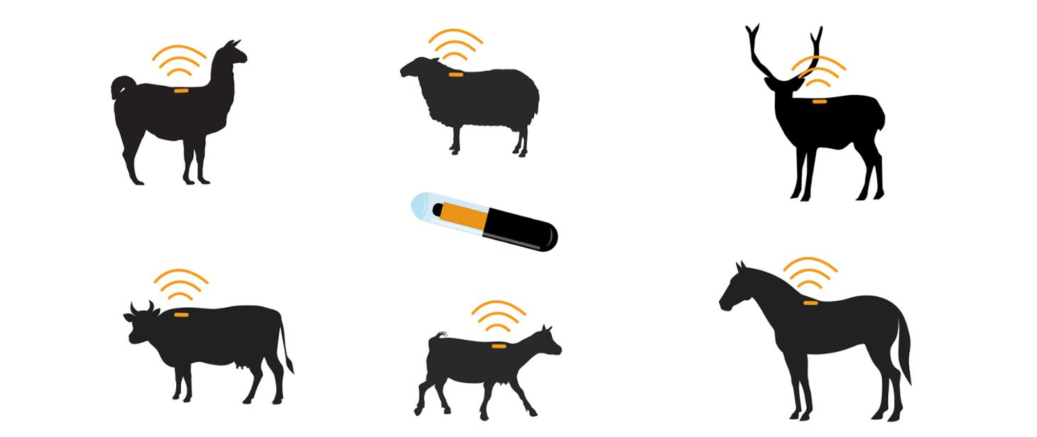 Farm Innovations, microchip, ARiMR, konie, alpaki, bydło, owce, kozy, jelenie, wielbłądy, bydło mleczne, bydło mięsne