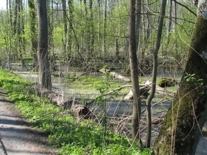 hennig-kloska, minister klimatu, priorytety, odra, mokradła