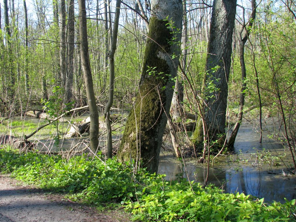 ue, odbudowa przyrody, siedliska przyrodnicze, rolnicy