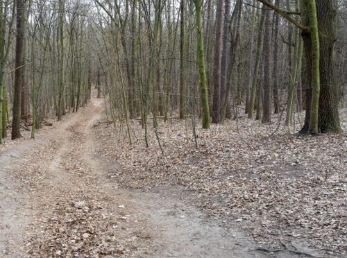 gawłowski, projekt ustawy, ochrony przyrody, puszcza białowieska