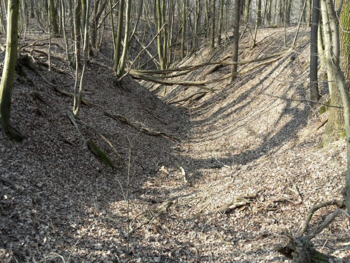 nik, kontrola, kontrolerzy, puszcza białowieska