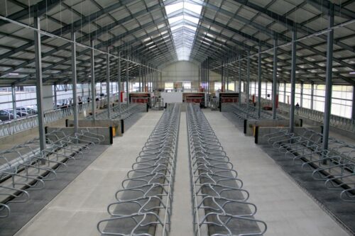 robot udojowy, automatyczny dój, bydło mleczne, Lely, produkcja mleka