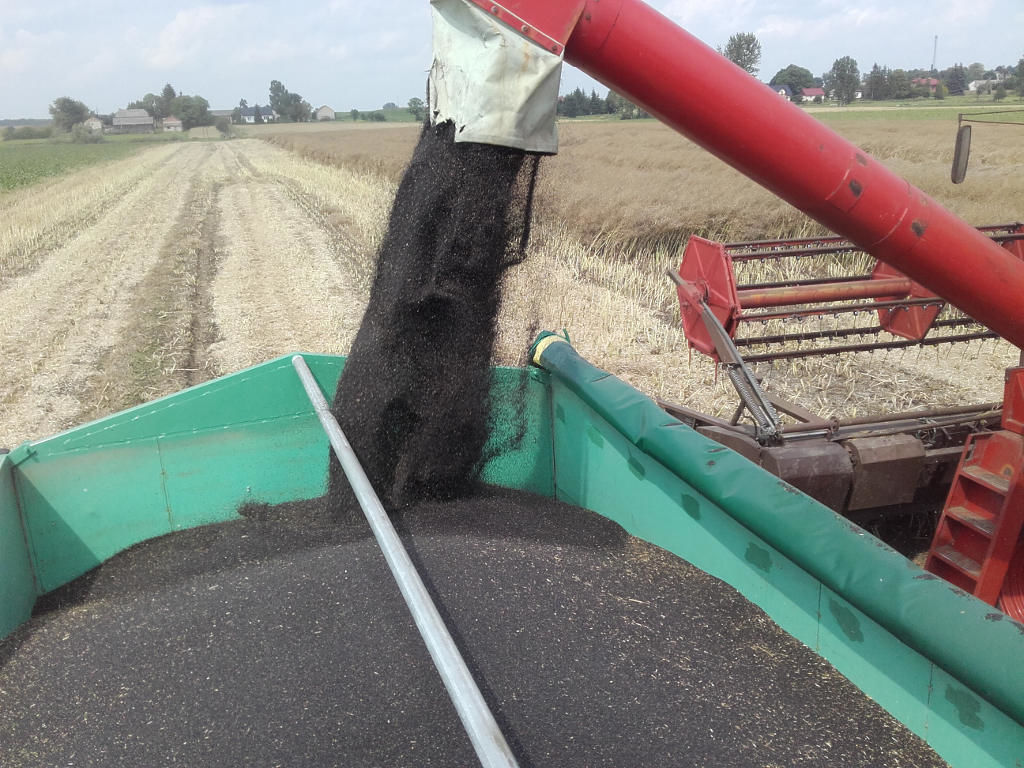 pspo, producenci oleju, tłocznie, rzepak