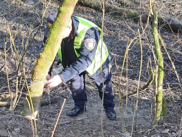 strażnicy miejscy, wisła, wilk, wnyki