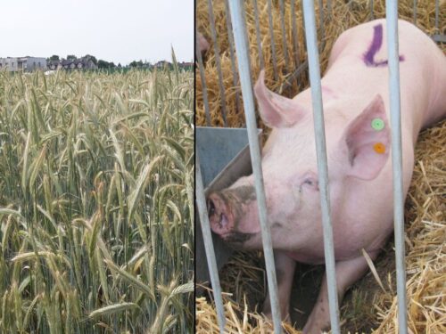 wir, zboże, ceny zbóż, trzoda chlewna
