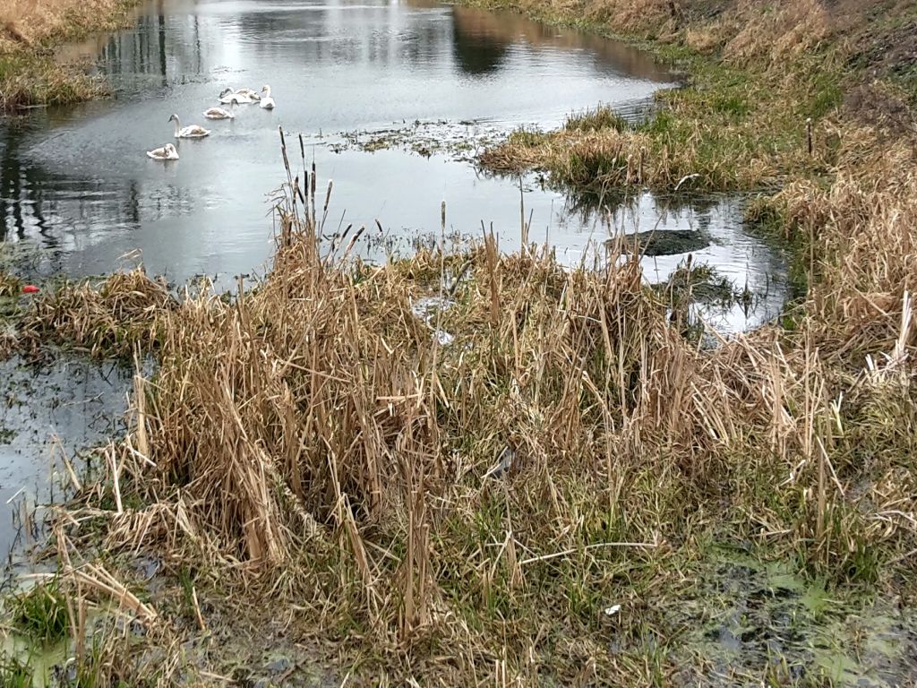 hydrolog, naukowcy, torfowiska, osuszanie torfowisk