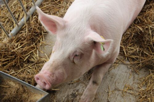 cena tuczników, trzoda chlewna, żywiec wieprzowy, niemiecka cena