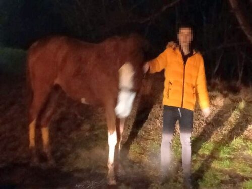 kpp wejherowo, koń, klacz, skradziona klacz