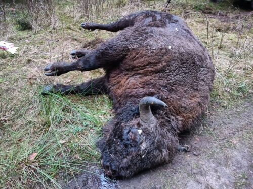 żubr, postrzał, postrzelony żubr, policja