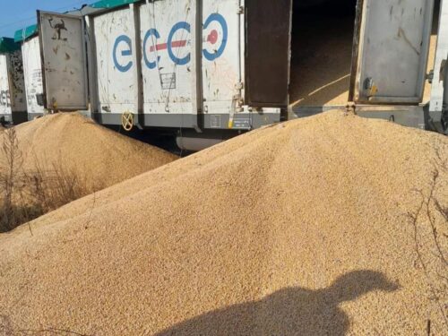 prezydent, zełenski, ukraina, kijów