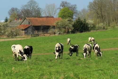 profesor, bórawski, ekspert, zielony ład