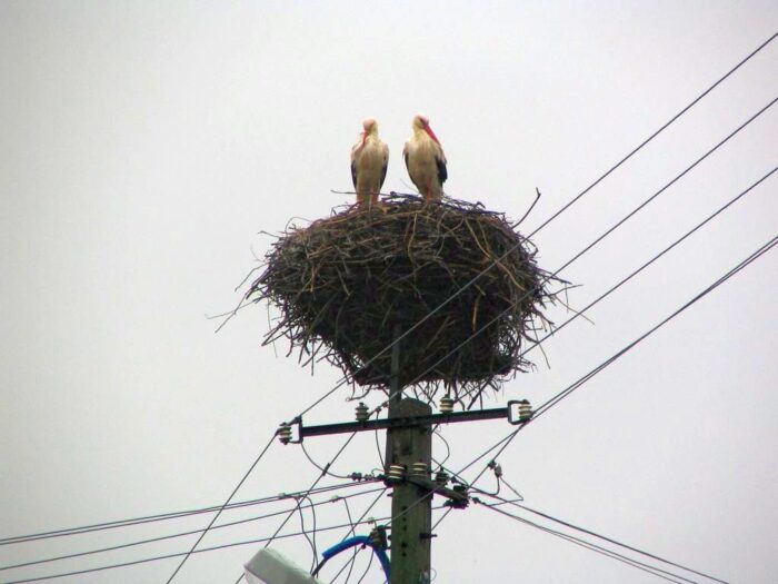 bociany, powrót bocianów, migracje bocianów, zmiana klimatu
