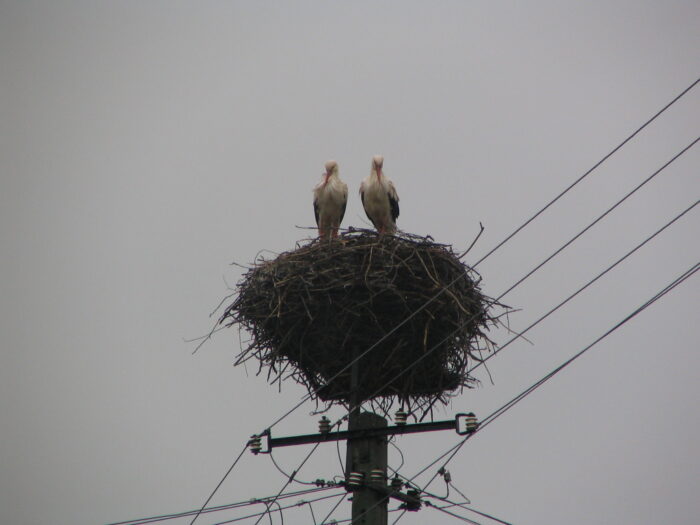 suwalszczyzna, biegun zimna, bociany, park krajobrazowy