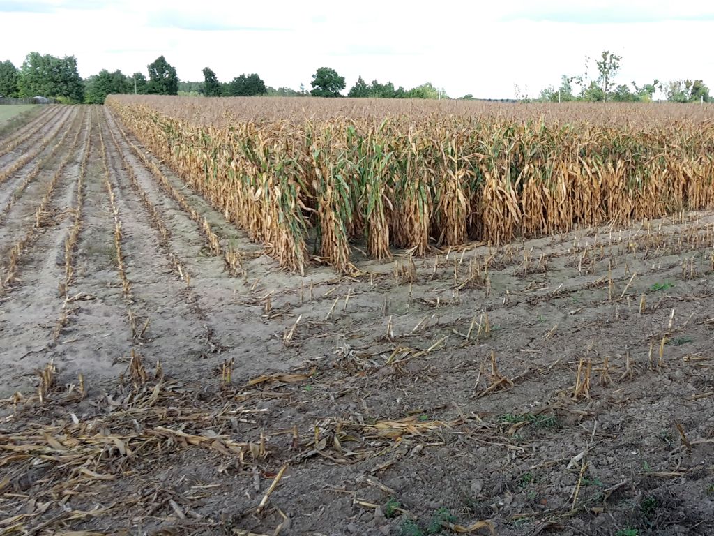 arimr, agencja, dopłaty, kukurydza