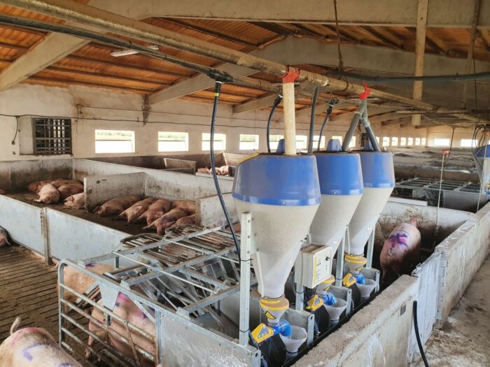 Dositronic G, Terraexim Agroimpex, rolnictwo 4.0, chlewnia, tuczarnia, maciory, żywienie macior, pasza, automatyka