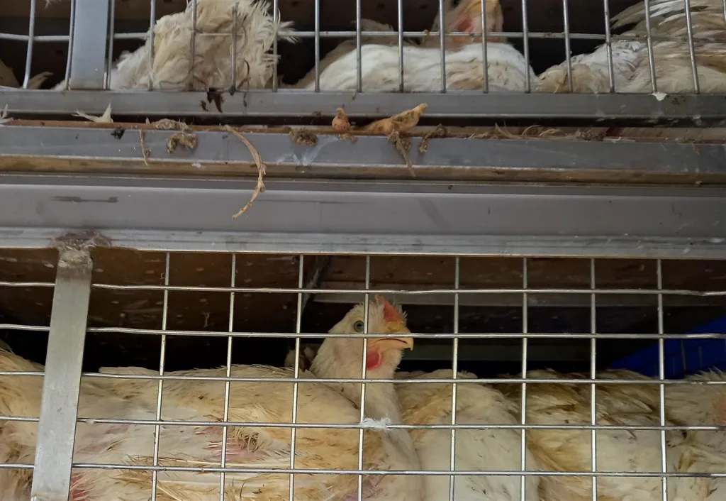 resort rolnictwa, ukraina, zniesiony zakaz, zakaz eksportu