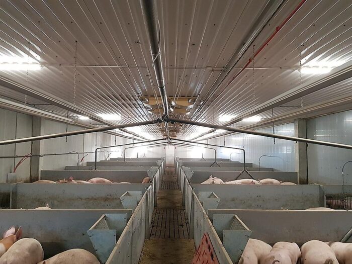 Pellon FeedFlow, rolnictwo 4.0, chlewnia, tuczarnia, maciory, żywienie macior, automatyka, świnie, płynne żywienie