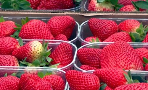 hiszpania, protest rolników, żywność, rozdawanie żywności