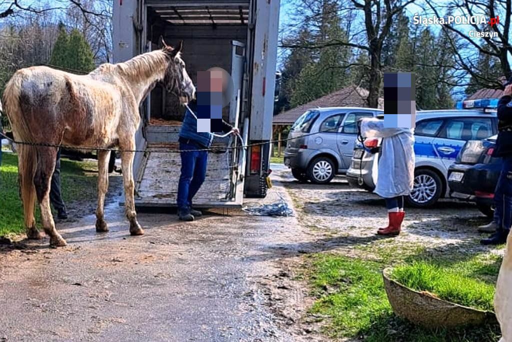 kpp cieszyn, gospodarstwo, inspekcja weterynaryjna, konie