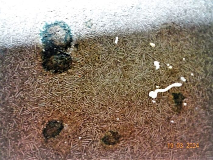 iw, kontrola graniczna, ue, ukraina, pasza