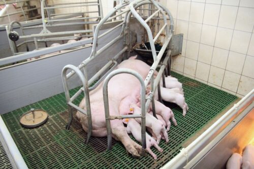 Okiem doradcy, Hoduj z Głową Świnie, Josera, lochy, loszki, flushing, energia, białko