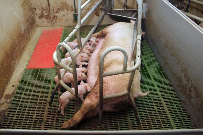 dopłaty dla hodowców krów i świń, dobrostan zwierząt, Europejski Fundusz Rolny, prow 2014-2020