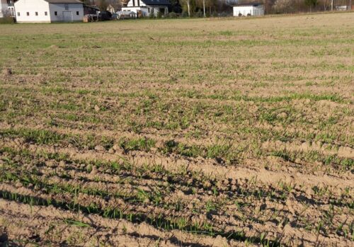 gus, uprawa, oziminy, rośliny zimujące