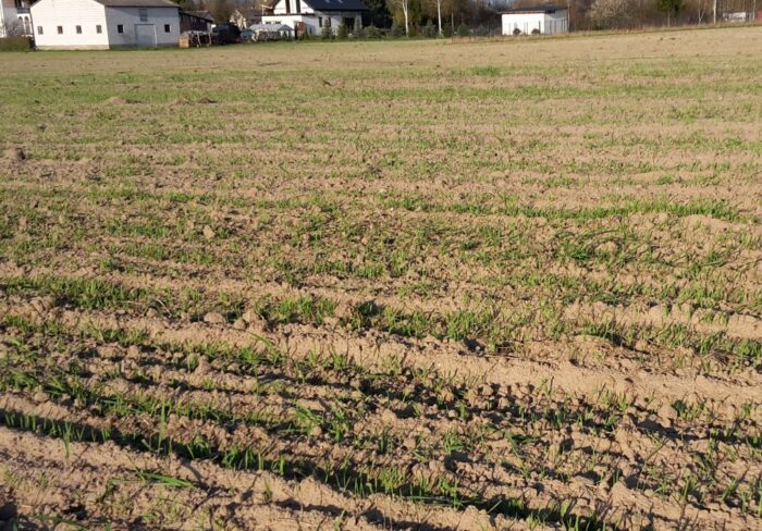 gus, uprawa, oziminy, rośliny zimujące