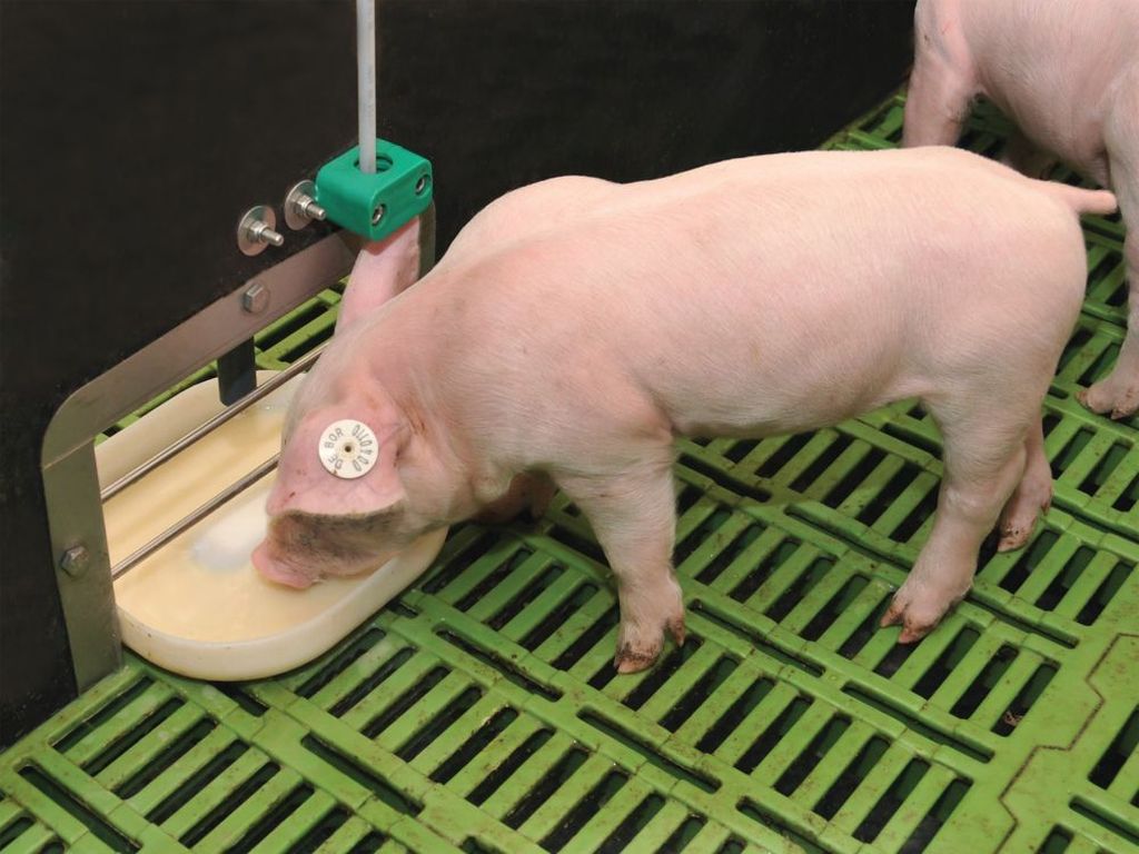 Nutrix +, Weda, rolnictwo 4.0, chlewnia, prosięta, żywienie prosiąt, automatyka, świnie, płynne żywienie