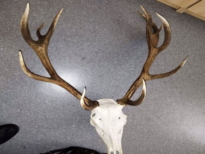 kpp inowrocław, jeleń, głowa, poroże