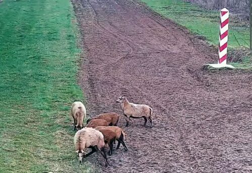 pogranicznicy, granica, alarm, owce, ukraina