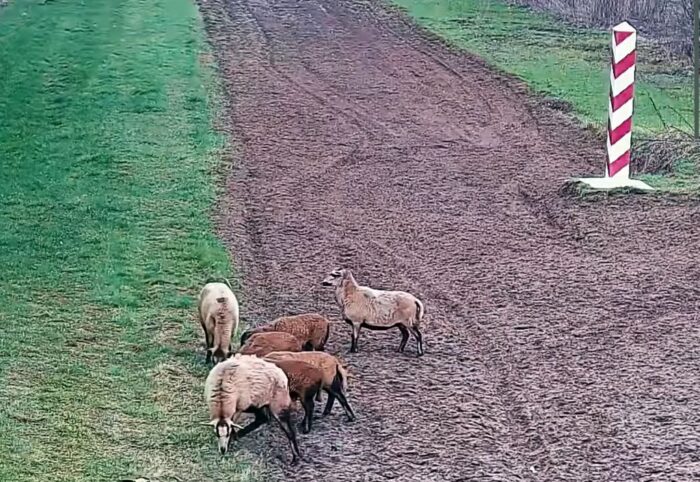 pogranicznicy, granica, alarm, owce, ukraina