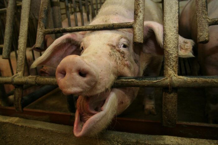 stereotypie u świń, maciory, lochy, pierwiastki, prosięta, kronizm, kanibalizm, infantofobia, Hoduj z Głową Świnie