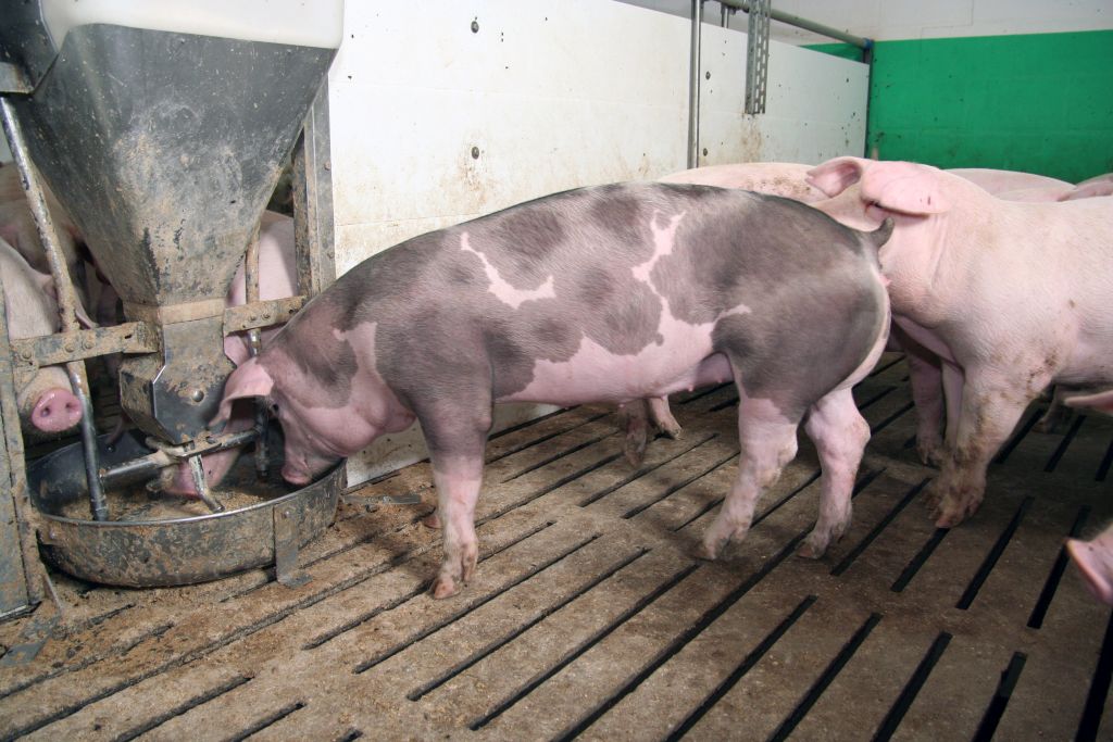 Aleksander Dargiewicz, trzoda chlewna, wieprzowina, ceny tuczników, trzoda chlewna, ceny pasz, VEZG, warchlaki, prosięta