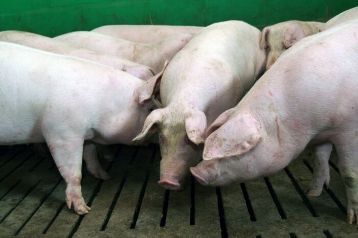 tuczniki, cena tuczników, wieprzowina, mięso wieprzowe, tuczniki w Niemczech, VEZG, żywiec wieprzowy, świnie