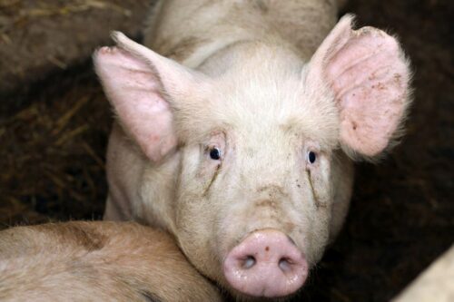 tuczniki, cena tuczników, wieprzowina, mięso wieprzowe, tuczniki w Niemczech, VEZG, żywiec wieprzowy, świnie