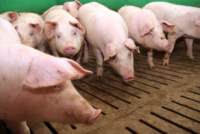 tuczniki, cena tuczników, wieprzowina, mięso wieprzowe, tuczniki w Niemczech, VEZG, żywiec wieprzowy, świnie