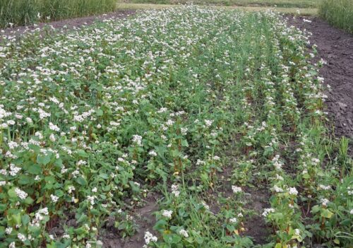 projekt ustawy, ubezpieczenia, ubezpieczenie upraw, dopłaty