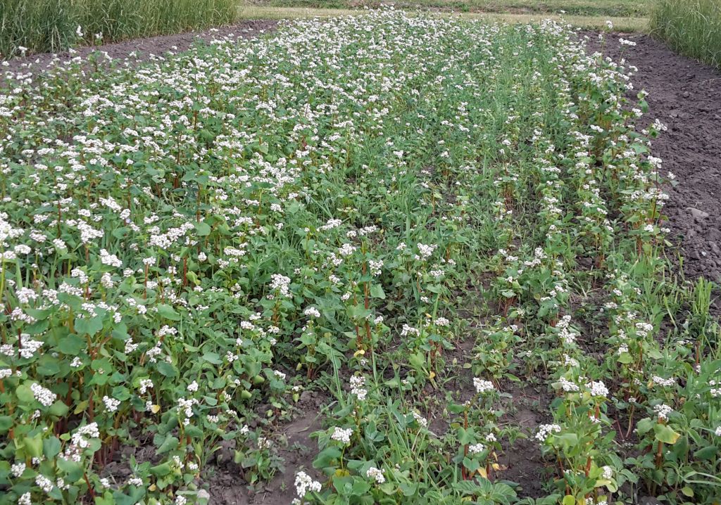 projekt ustawy, ubezpieczenia, ubezpieczenie upraw, dopłaty