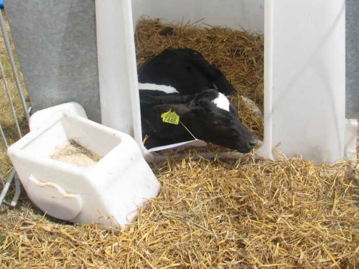 zarzecki, pzhipbm, copa cogeca, wołowina i cielęcina