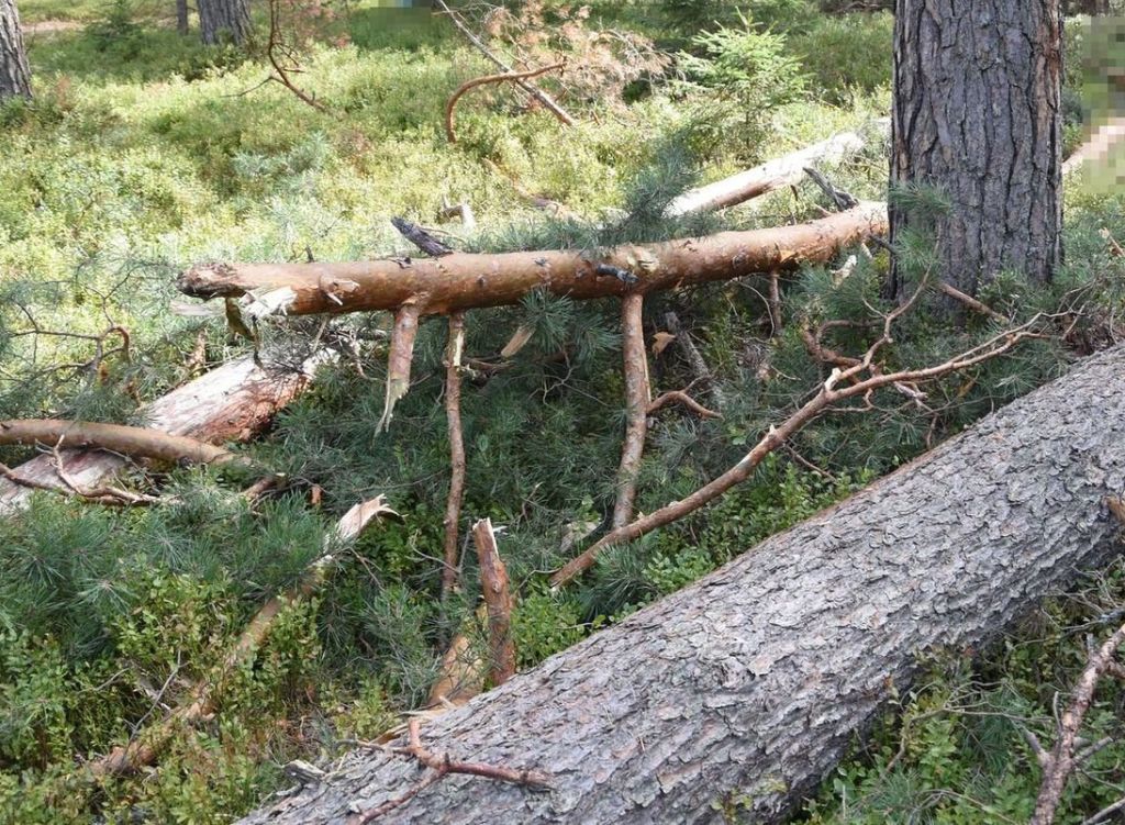 las, wypadek, konar, drzewo, przygniecenie