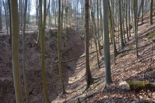 kpp biłgoraj, wypadek, prace leśne, wypadek w lesie