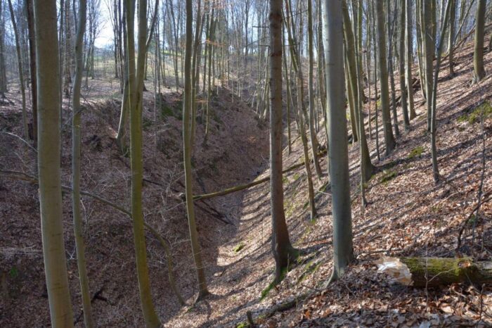 kpp biłgoraj, wypadek, prace leśne, wypadek w lesie