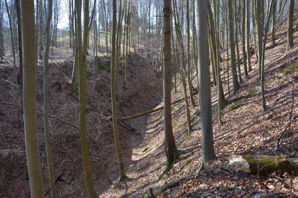 kpp biłgoraj, wypadek, prace leśne, wypadek w lesie