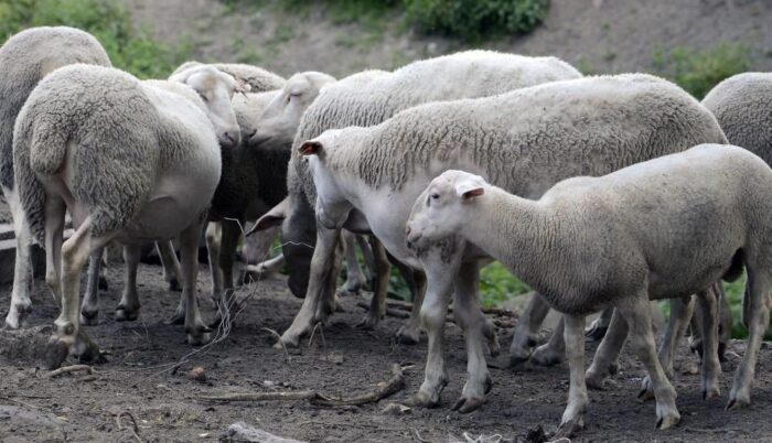 małopolska, góry, górale, wypas, owce