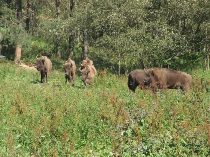 żubry, populacja żubrów, bieszczady, leśnicy