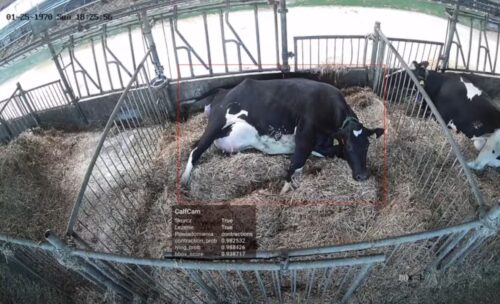 CalfCam, poród, wycielenie, krowy mleczne, Marcin Gołębiewski, SGGW, porażenie poporodowe, sztuczna inteligencja, AI